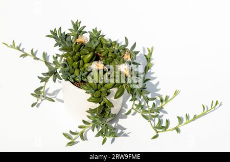 Plante d'intérieur dans un pot de fleurs, isolé sur un fond blanc. Curio radicans, ou ficelle de bananes, ou hameçon senecio. Banque D'Images