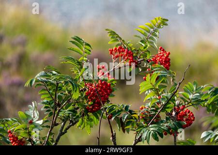 Superbe gros plan de baies de rowan mûres rouges parmi les feuilles vertes. Baies rouges vibrantes sur fond de feuilles. Lumière naturelle, mettant en valeur TH Banque D'Images