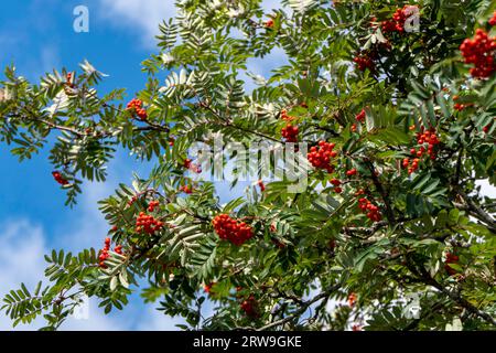 Superbe gros plan de baies de rowan mûres rouges parmi les feuilles vertes. Baies rouges vibrantes sur fond de feuilles. Lumière naturelle, mettant en valeur TH Banque D'Images