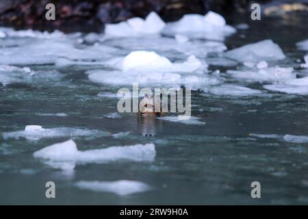 Lion de mer sortant la tête de l'eau au milieu des blocs de glace du glacier Garibaldi, Parc National Alberto de Agostini, Patagonie, Chili Banque D'Images