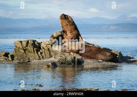 Énorme mâle d'otaries d'Amérique du Sud (Otaria flavescens), parc marin Francisco Coloane, zone environnementale protégée pour la recherche scientifique, Patagonie Banque D'Images