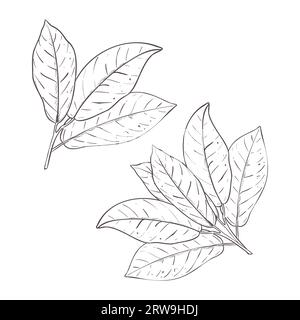 Ensemble d'illustration vectorielle de deux branches de cacaoyer avec des feuilles. Contour noir de la branche, dessin graphique. Pour cartes postales, design et composition Illustration de Vecteur