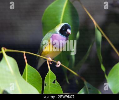 Le finch Gouldian, le finch Lady Gouldian, le finch de Gould ou le finch arc-en-ciel, est un oiseau passine coloré originaire d'Australie. Banque D'Images