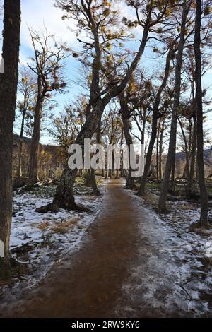 Une scène hivernale paisible d'un sentier boisé tranquille bordé de grands arbres couverts de neige fraîchement tombée Banque D'Images