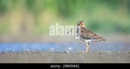 La commune Snipe Gallinago gallinago il attend au bord de l'étang à la recherche de nourriture, la meilleure photo Banque D'Images