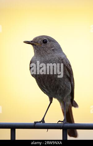 Femelle Redstart noir (Phoenicurus ochruros) assis sur une clôture de jardin Banque D'Images