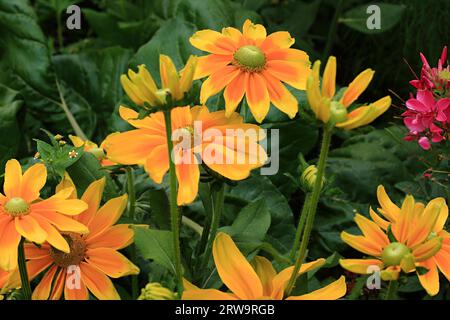 rudbeckia à floraison jaune dans un jardin cottage, photo plein cadre avec profondeur de champ Banque D'Images