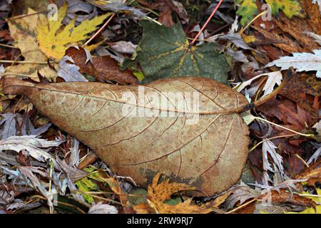 Diverses feuilles dans les formes, les couleurs, les types, le format-remplissage Banque D'Images