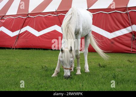 Cheval blanc paissant devant une tente de cirque rouge et blanche Banque D'Images