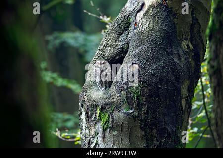 Tawny Owl (Strix aluco), l'incubation dure entre 28 et 30 jours (Brown Owl) (photo oiseau adulte) Banque D'Images