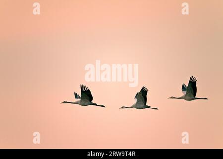 Les grues sont omnivores, se nourrissant principalement d'aliments végétaux (grue commune (Grus grus) Banque D'Images