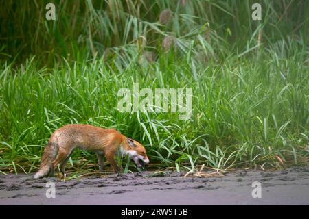 Renard roux (Vulpes vulpes), à l'état sauvage, les renards survivent rarement après l'âge de 5 ans (photo Renard roux avec cambriole d'eau), espèce Arvicola Banque D'Images