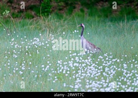 Grue, des troupeaux de jusqu'à 400 oiseaux peuvent être vus voler ensemble pendant la migration (grue commune (Grus grus) Banque D'Images