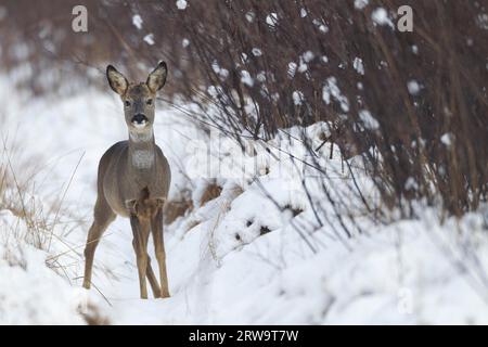 Cerfs d'Europe (Capreolus capreolus) avec bois recouvert de velours en hiver sur une allée marécageuse (cerf européen) (cerf de l'ouest) Banque D'Images