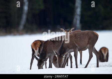 Cerf rouge (Cervus elaphus), le rythme quotidien est dominé par le comportement alimentaire à l'extérieur de l'ornière (pousses et veaux en hiver), cerf rouge habituellement Banque D'Images