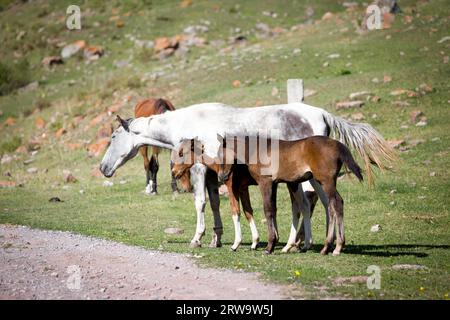 Cheval gris et deux poulains sur l'herbe Banque D'Images