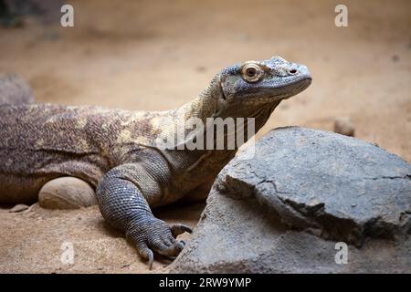 Dragon de Komodo (Varanus komodoensis) regardant au-dessus de la roche Banque D'Images