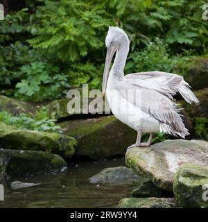 Jeune pélican dalmate (Pelecanus crispus) debout sur un rocher au-dessus du lac Banque D'Images