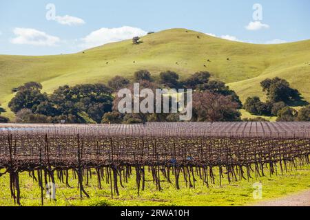 Vignes d'hiver dans la région viticole de Santa Ynez Valley à Firestone Winery à Los Olivos, Californie, États-Unis Banque D'Images