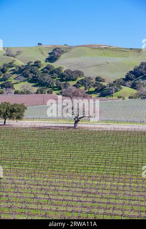 Vignes d'hiver dans la région viticole de Santa Ynez Valley à Firestone Winery à Los Olivos, Californie, États-Unis Banque D'Images