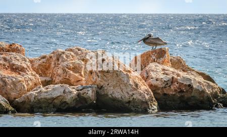 Pelican sur un rocher dans les Caraïbes. Mer de Curaçao comme arrière-plan Banque D'Images