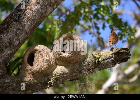 Nids d'argile de hornero dans un arbre, Lagoa Encantada, Bahia, Brésil Banque D'Images