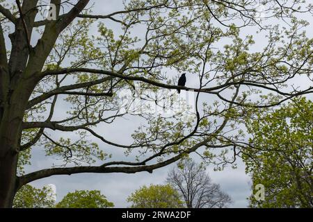 Londres, Royaume-Uni, 2023. Un corbeau le lordant sur un érable de Norvège (Acer platanoides) au printemps Banque D'Images