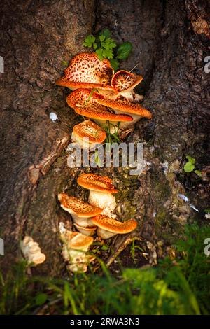 Les champignons magiques attaced à un arbre Banque D'Images