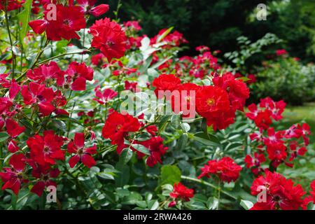 Rosier avec des fleurs rouges et des feuilles vertes dans le parc en été Banque D'Images