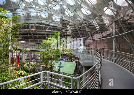 San Francisco, États-Unis, février 14 2013 : intérieur des forêts tropicales du monde à la California Academy of Sciences, un musée d'histoire naturelle à Golden Gate Banque D'Images