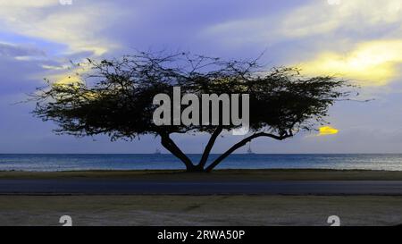 Bel arbre exotique sous la magie heure d'or contre la mer d'azur et le ciel bleu, les îles des Caraïbes Banque D'Images