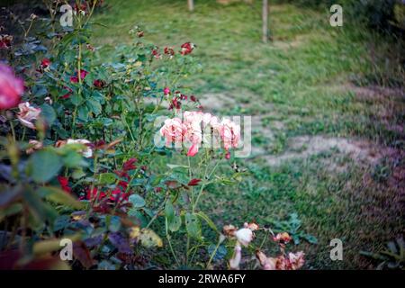 fleurs de rose fanées sur les buissons, en été Banque D'Images