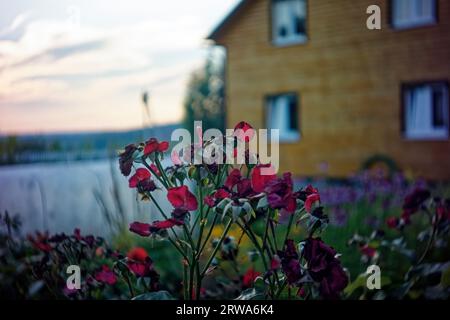 fleurs de rose fanées sur les buissons, en été Banque D'Images