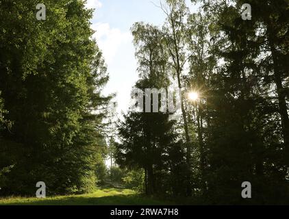 soleil brillant à travers les arbres près d'une clairière entourée de rayons du soleil rayons du soleil rayons du soleil, pas de KI juste photo Banque D'Images
