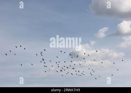 troupeau d'étourneaux s'entraînant pour leur voyage en afrique sur un ciel bleu voilé avec des nuages moelleux autour Banque D'Images