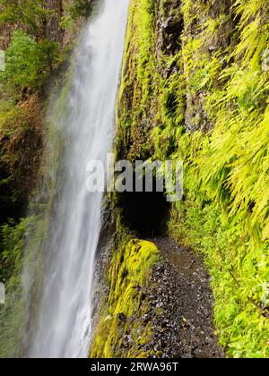 Une chute d'eau sur le sentier Pacific Crest Trail le long de la gorge du fleuve Columbia Banque D'Images