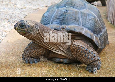 Tortue géante Aldabra ou Aldabrachelys Gigantea errant librement au soleil Banque D'Images