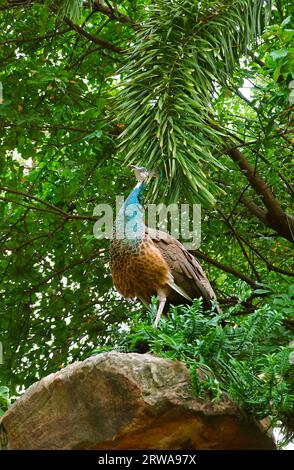 Magnifique paon relaxant sur le rocher du jardin tropical Banque D'Images