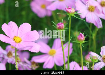 Champ de magnifiques fleurs et bourgeons d'Aster mexicain Banque D'Images
