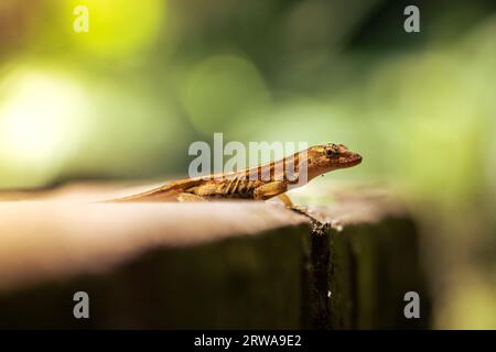 Gros plan d'un anole brun (Norops sagrei) sur une surface en bois Banque D'Images