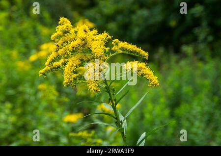 Verge d'or géante sauvage, Solidago gigantea comme néophyte d'Amérique du Nord dans une réserve naturelle, Königsbrücker Heide, Saxe, Allemagne. Banque D'Images