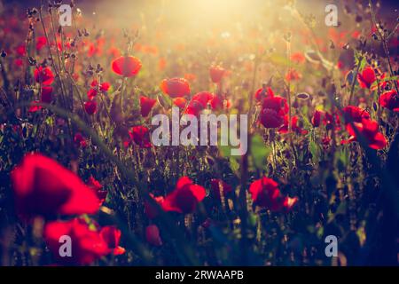 Champ de coquelicots rouges dans le soleil du matin Banque D'Images