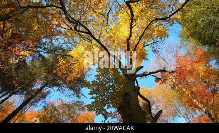 Magnifique paysage d'automne d'une canopée forestière dans de belles couleurs vibrantes, avec un ciel bleu clair derrière la couronne jaune d'un vieux hêtre Banque D'Images