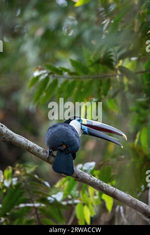 Belle vue sur Toucan à gorge blanche (Ramphastos tucanus) dans l'arbre Banque D'Images
