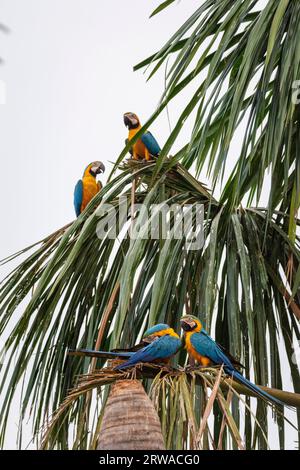 Belle vue sur deux couples d'aras bleu et jaune sur Buriti Banque D'Images