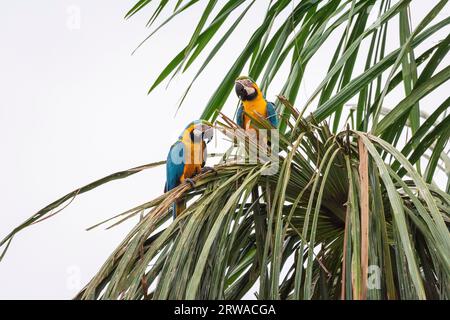 Belle vue sur un couple d'aras bleu et jaune sur Buriti Palm Banque D'Images