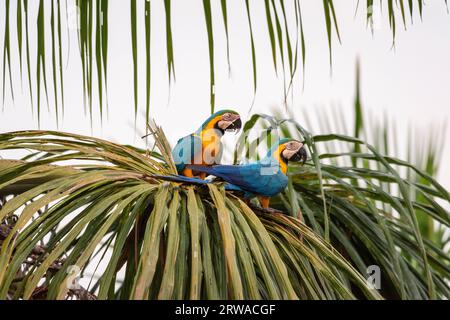 Belle vue sur un couple d'aras bleu et jaune sur Buriti Palm Banque D'Images