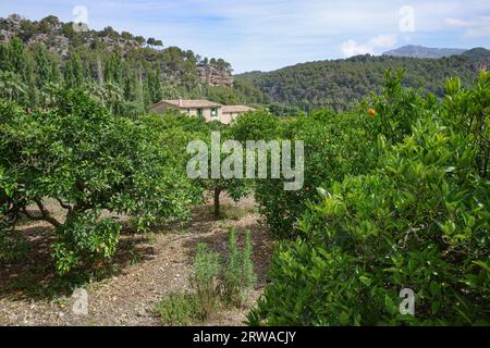 Soller, Espagne - 12 juin 2023 : vue sur la vallée de Soller depuis le sentier GR221. Montagnes de Tramuntana, Majorque Banque D'Images