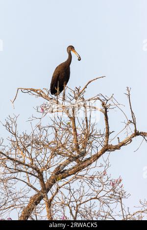 Belle vue sur Limpkin (Aramus guarauna) avec escargot sur branche d'arbre Banque D'Images