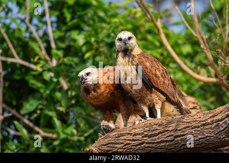 Beau couple de Hawks à col noir partageant des poissons dans le Pantanal Banque D'Images